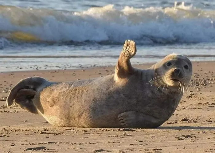 Lägenhet Lisi Jar Jastrzębia Góra